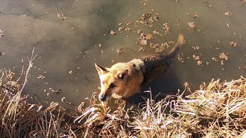 A Dog Is Playing In The Lake