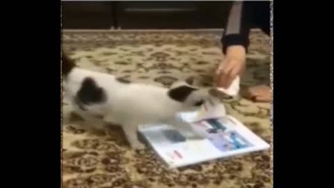 DIPAKSA! Kucing ini Tetap Gak Berani Injak Al-Qur'an