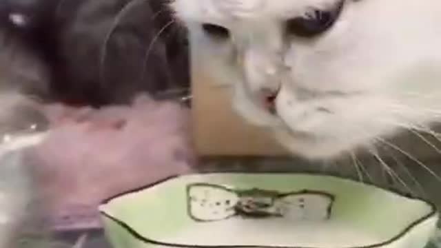 Funniest moment kitten and mom cat