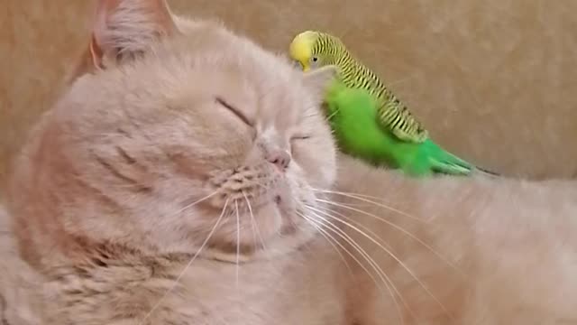 Cat and parrot live together in perfect harmony