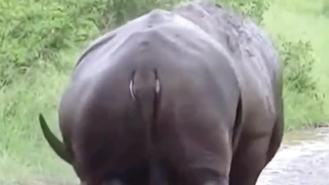 Are these two rhinos fighting?