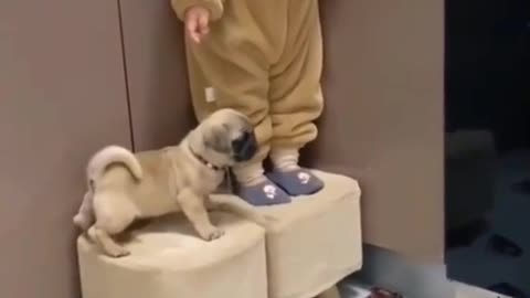 Funny Kids and Animals