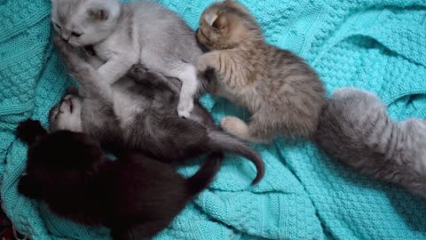 British Scottish Kitten Cat Playing