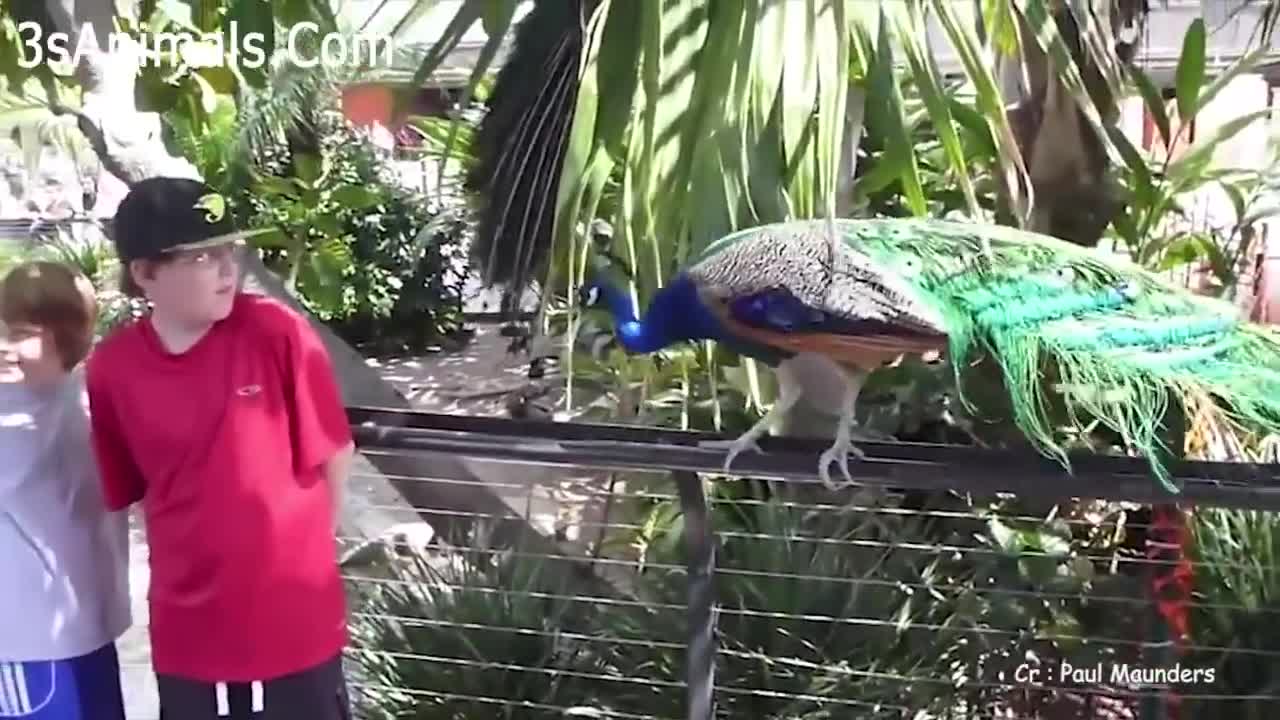 Best animal news