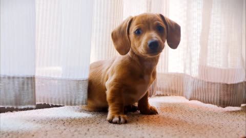 What is required to travel with a dog on the bus?