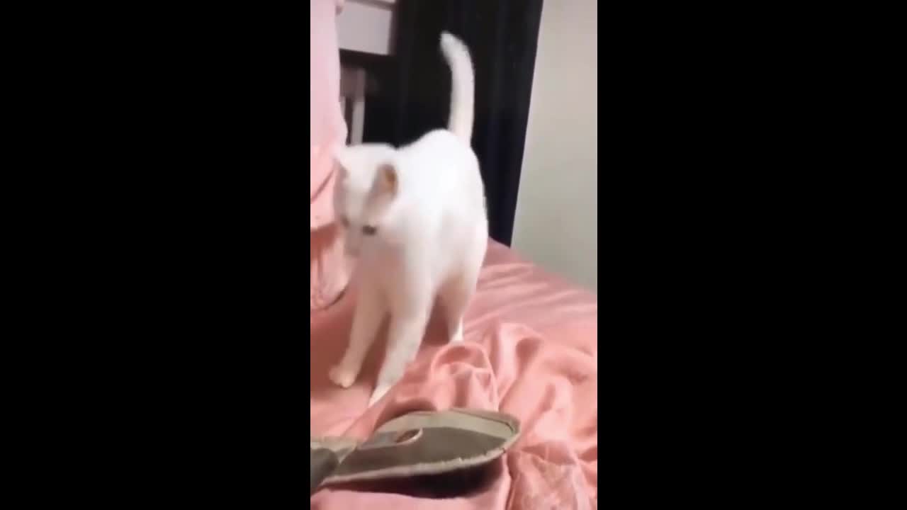 Cat Dancing on Beat