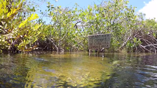 Crocodile Startles Divers as They Surface