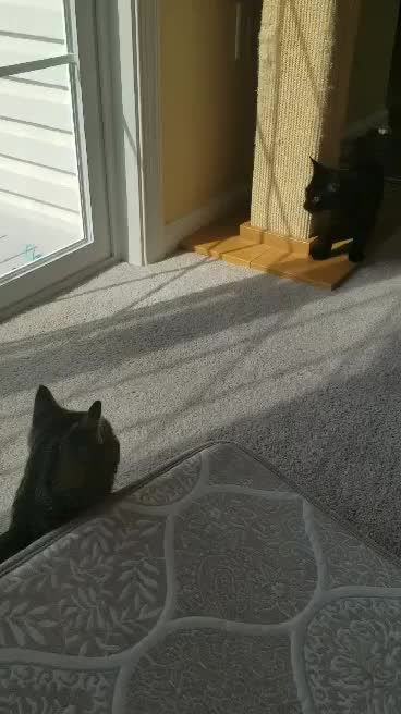 Cat Rumble