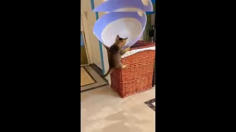Funny animal videos