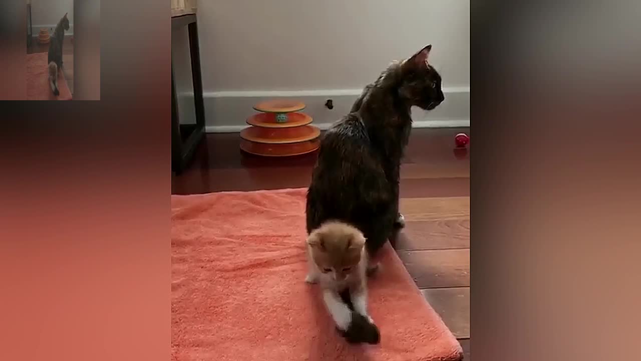 A cats that likes to play with its tail