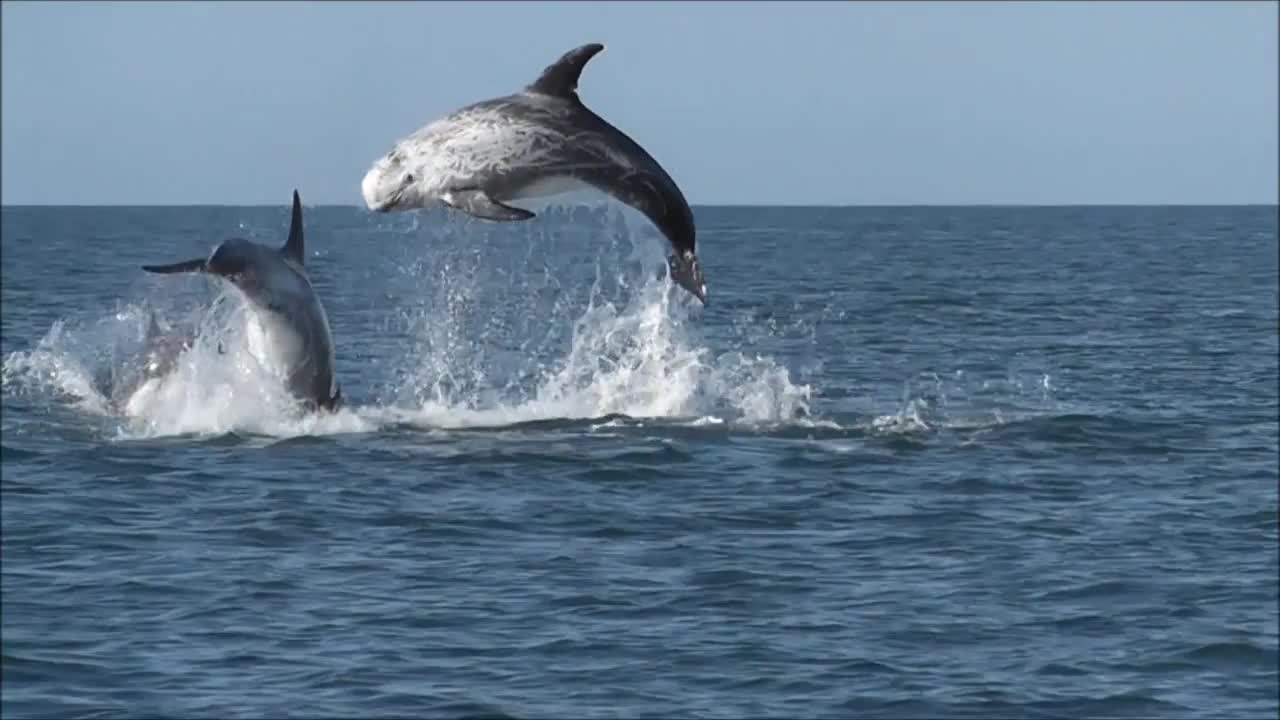 Risso's dolphins