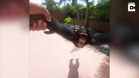 Monke Spin