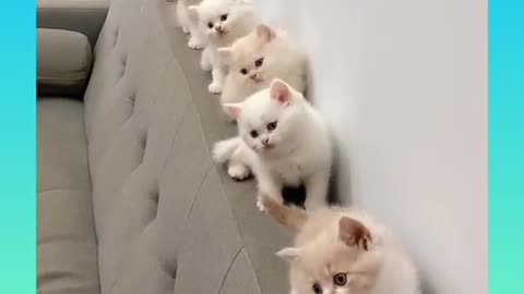 Cute and funny cat video