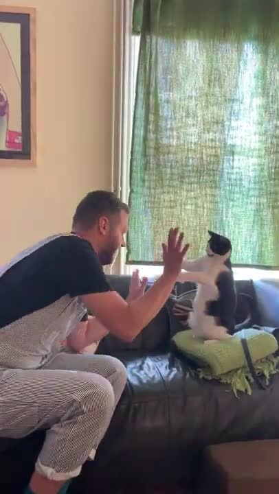 Dennis the Menace the Cat Plays Patty-Cake with Friend