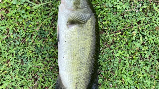 All the fish I have caught in the lake