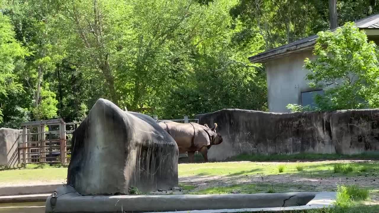 INDIAN RINOSERONTE BATON ROUGE LOUISIANA USA