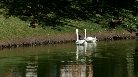 Swans and ducks in the lakeshore