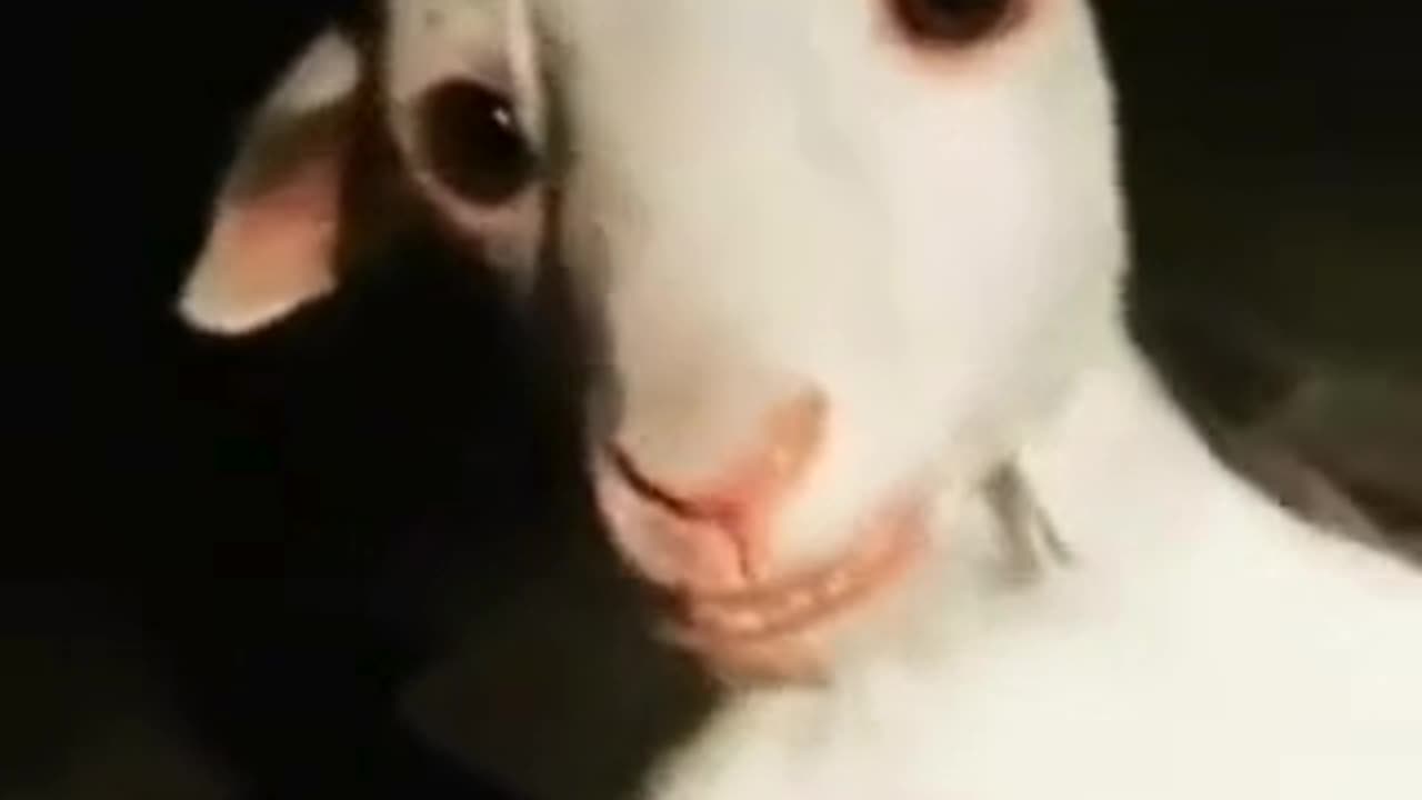 Goat or Alien? This Creepy Video Will Leave You Spooked! 👽🐐😱