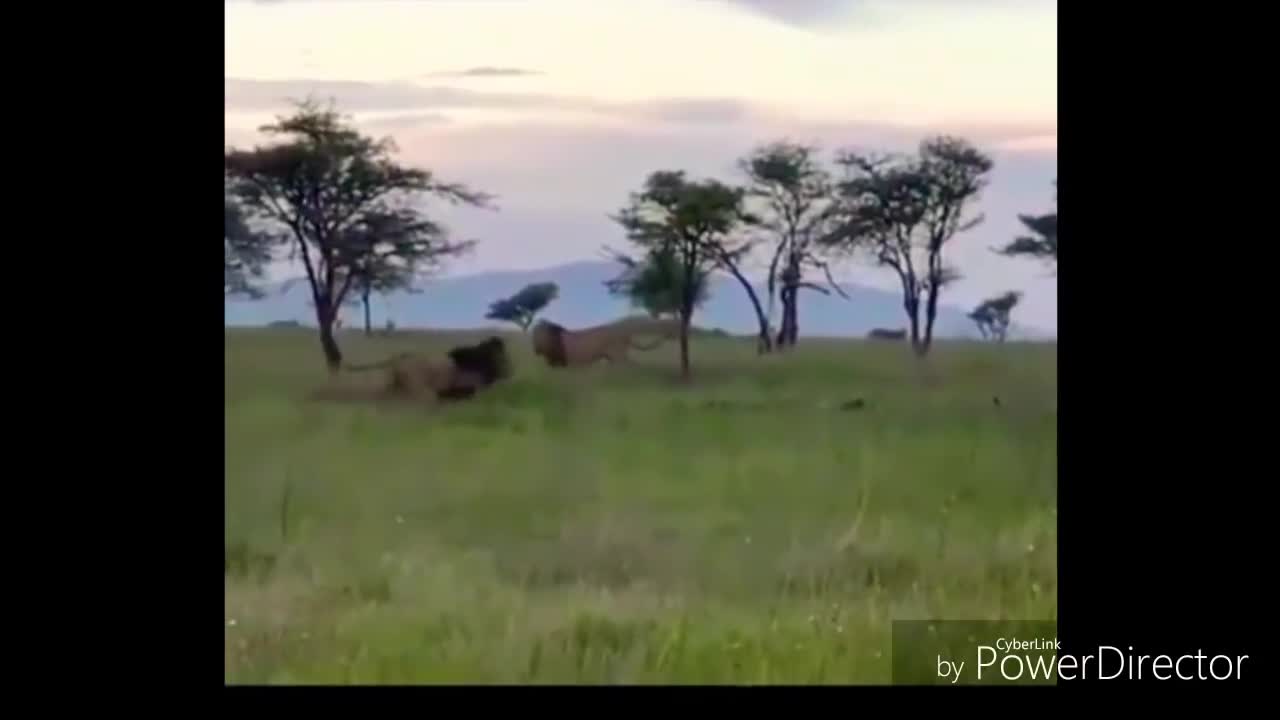 lions fights