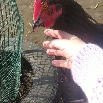 Coco - Goldi's child