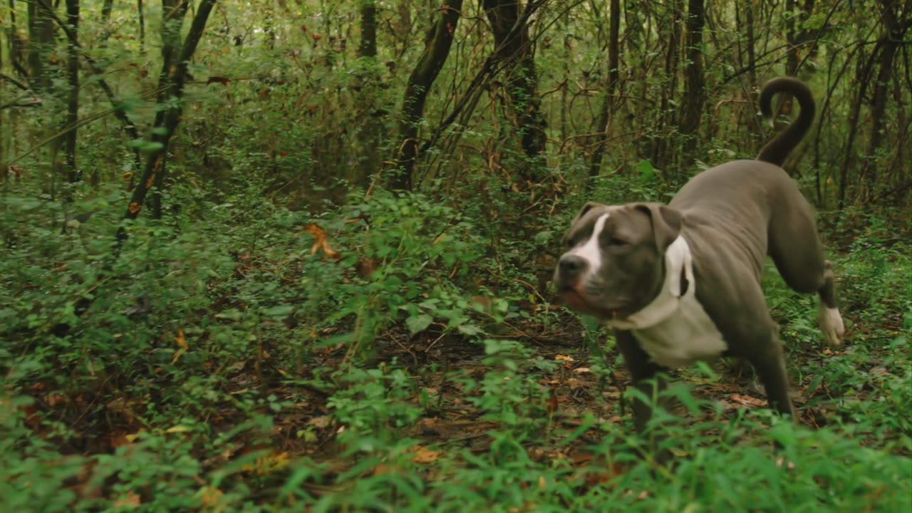 Pitbulls running into the wood