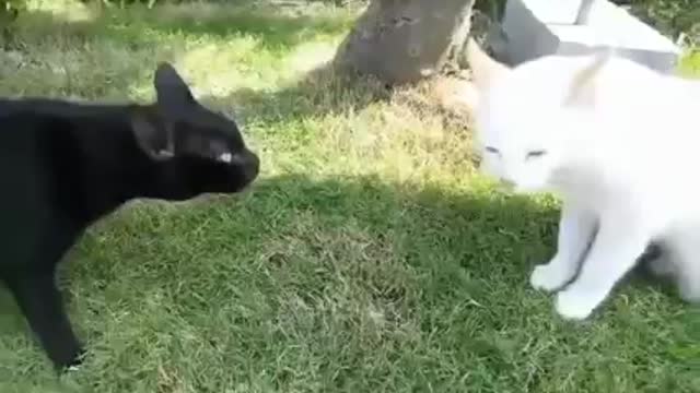 Funny video cat