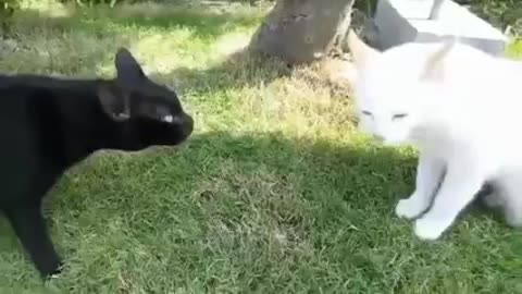 Funny video cat