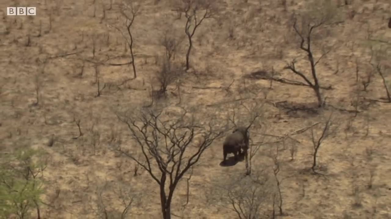Ancient Elephant Migration Path Revealed | The Long Walk Home | BBC Earth