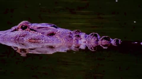 Alligators Playing in the Bayou