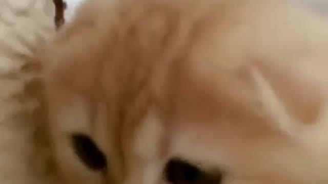 Cute Cat Funny Videos eyes