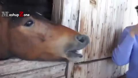 Funny horse videos try not to laugh