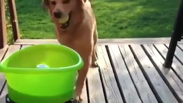 Dog ball machine toy