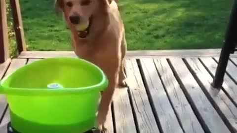Dog ball machine toy