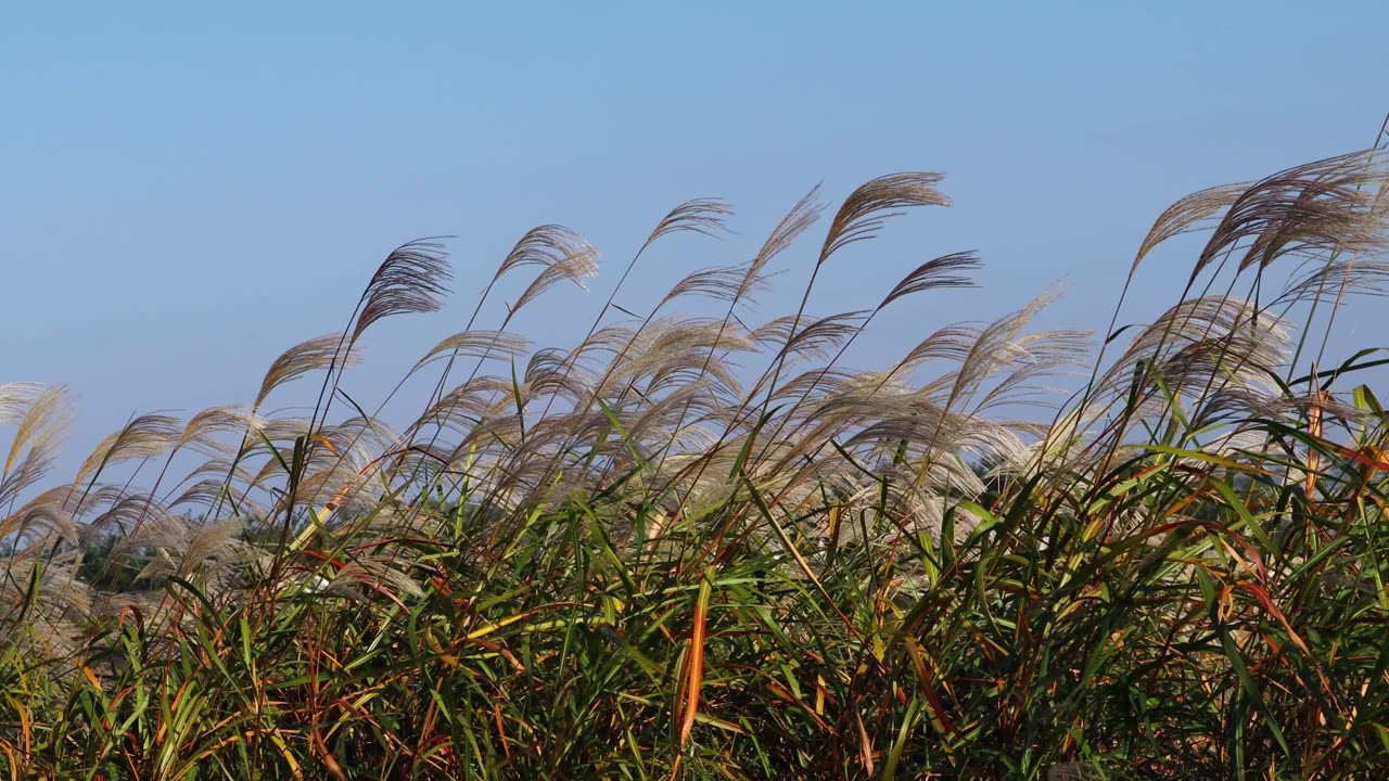 The silver grass on the hill sways in the autumn breeze.