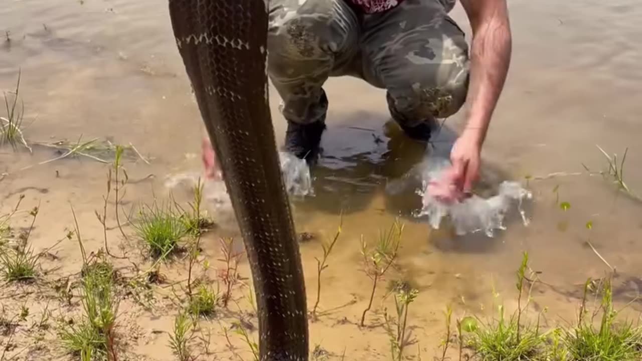 Snake