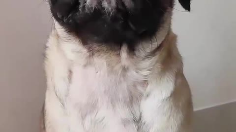 funny pet videos 😂