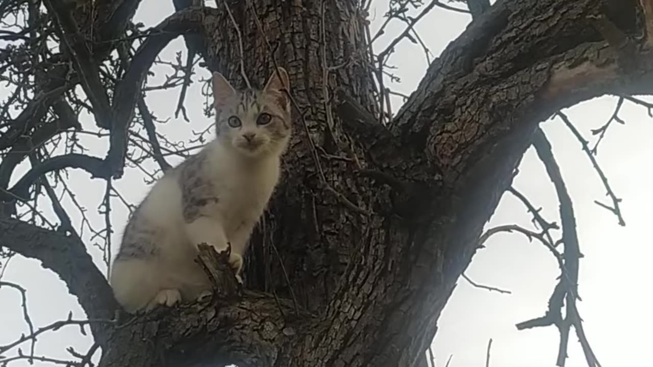 Filemon on the tree