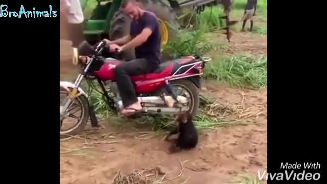 Monkey on a motorcycle