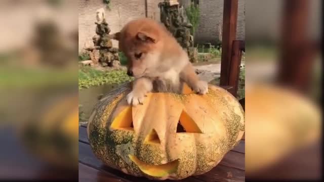cute and funny baby dogs puppies18