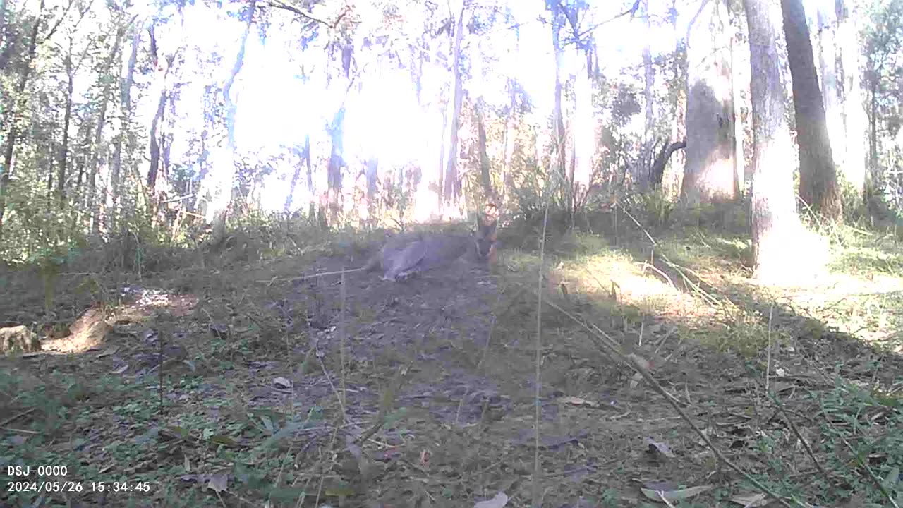 Wearing Camo, Very Still, Scooty Sleeping on The Hill.