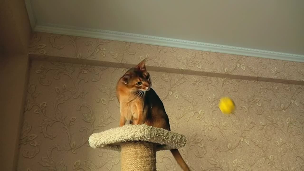 Very Funny Cat Videos