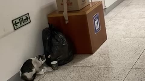 Eye contact with Hungry cat