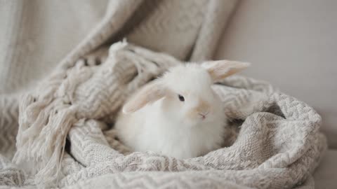 A LITTLE Rabbit on a Blanket