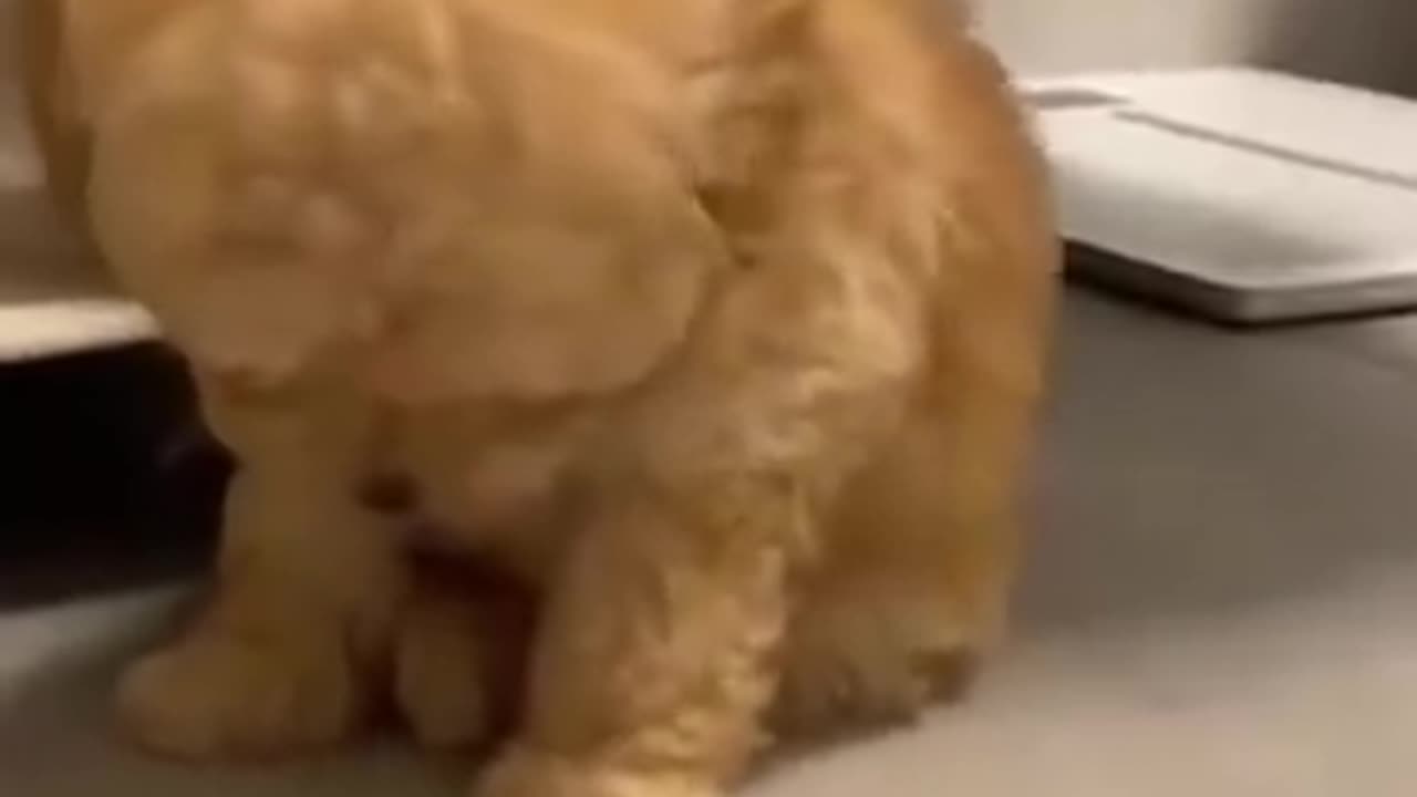 The best fun funny videos pets--