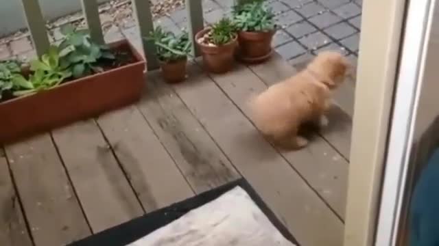 nice puppy dancing,❤️❤️