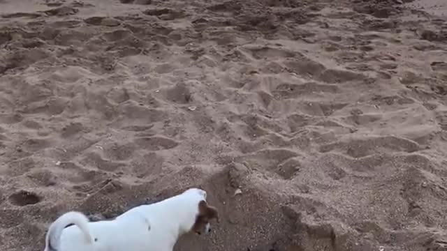 Black and white cat defends its sand hole