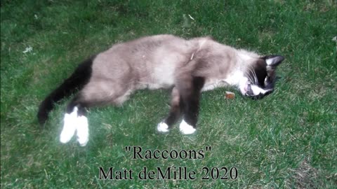 Matt deMille: Raccoons