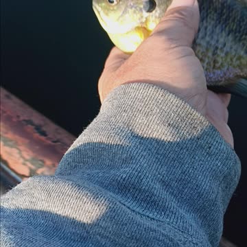 Big bluegill
