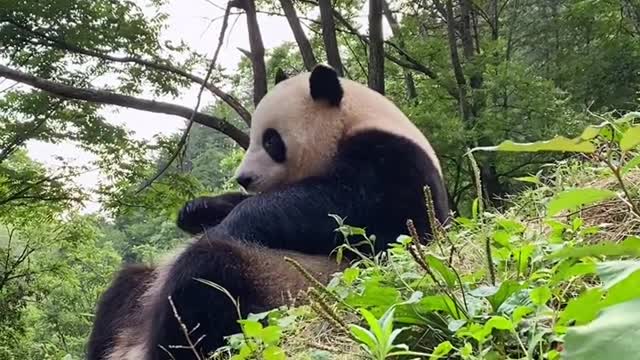 Panda loves to eat