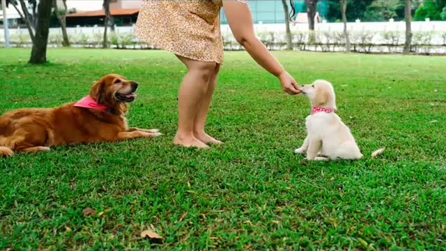 Two cute and funny dog is playing